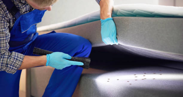 Wasp Removal Services in La Presa, CA