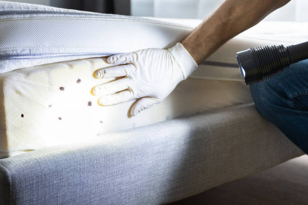 Best Bed Bug Extermination  in La Presa, CA