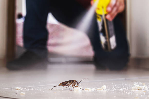Trusted La Presa, CA Pest Control Experts